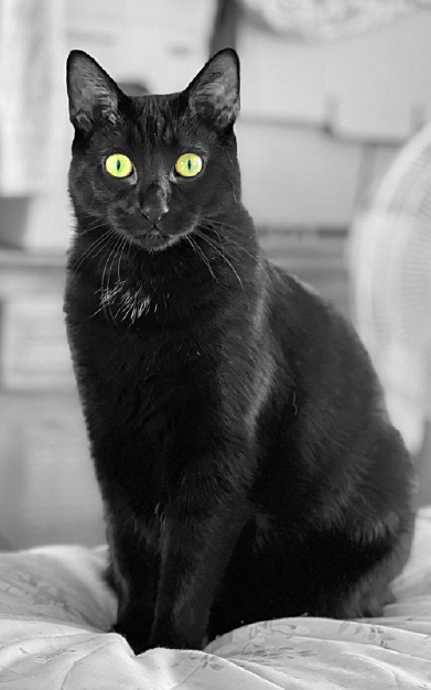 photo-finales-carroussel-123cats-01