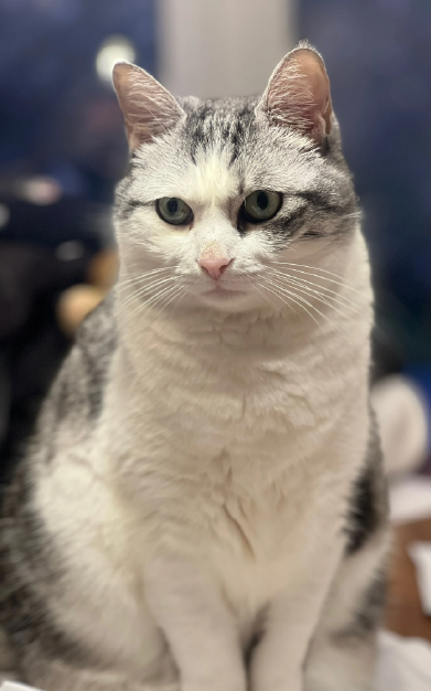 photo-finales-carroussel-123cats-04