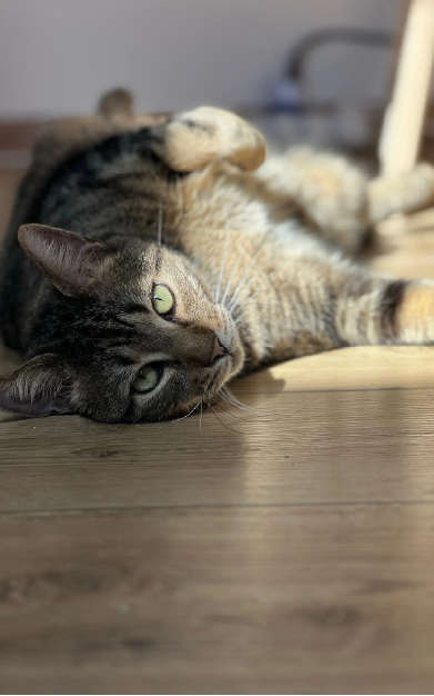 photo-finales-carroussel-123cats-08