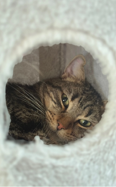 photo-finales-carroussel-123cats-09