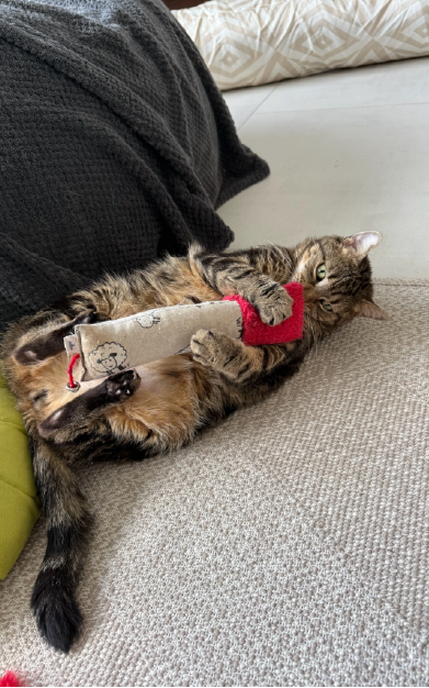 photo-finales-carroussel-123cats-12