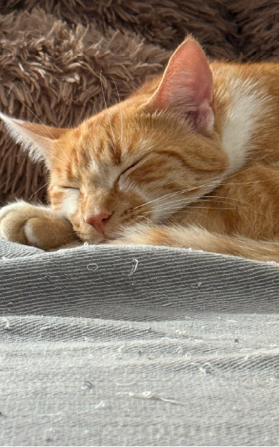 photo-finales-carroussel-123cats-13