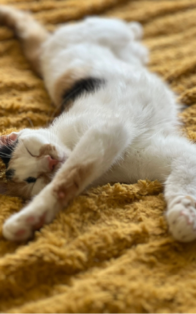photo-finales-carroussel-123cats-14