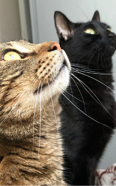 photo-finales-carroussel-123cats-16