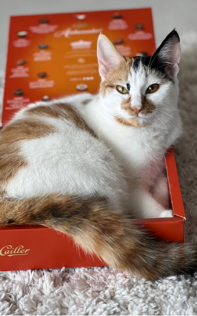 photo-finales-carroussel-123cats-21